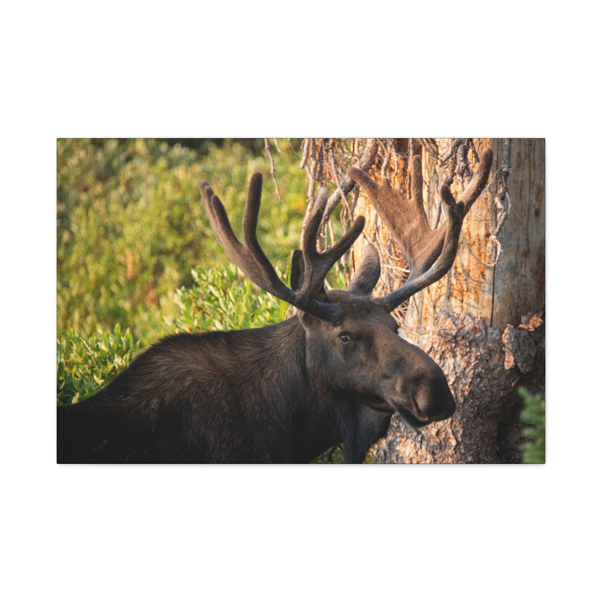 Printify Bull Moose Antlers canvas print featuring realistic moose antlers on textured canvas background.