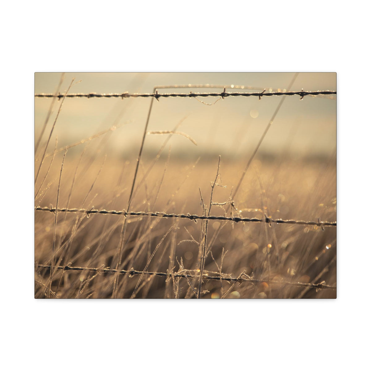 Golden Field Barbed Wire Canvas print by Printify featuring a realistic depiction of barbed wire on textured canvas.