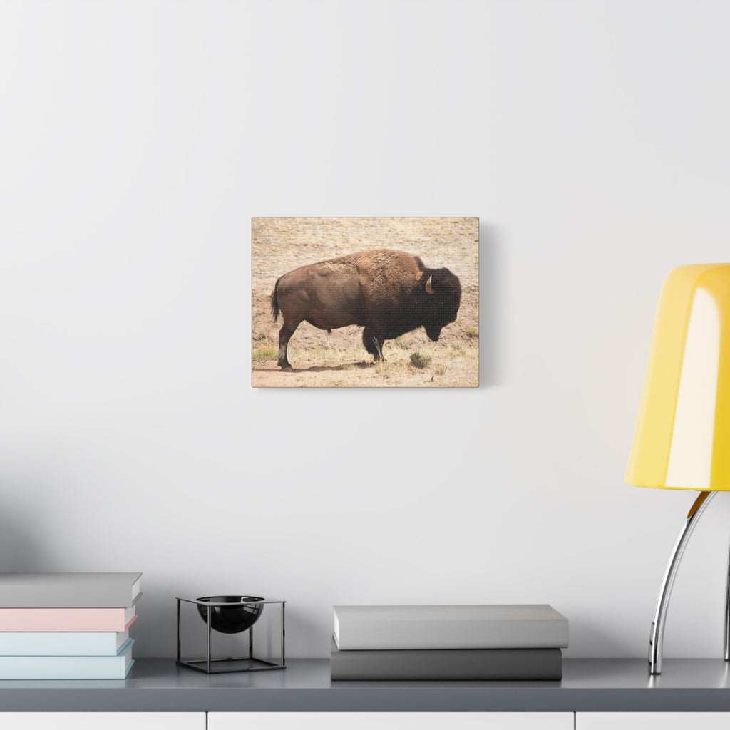 Bison Canvas Wall Art — Matte Stretched 1.25" Wildlife Print