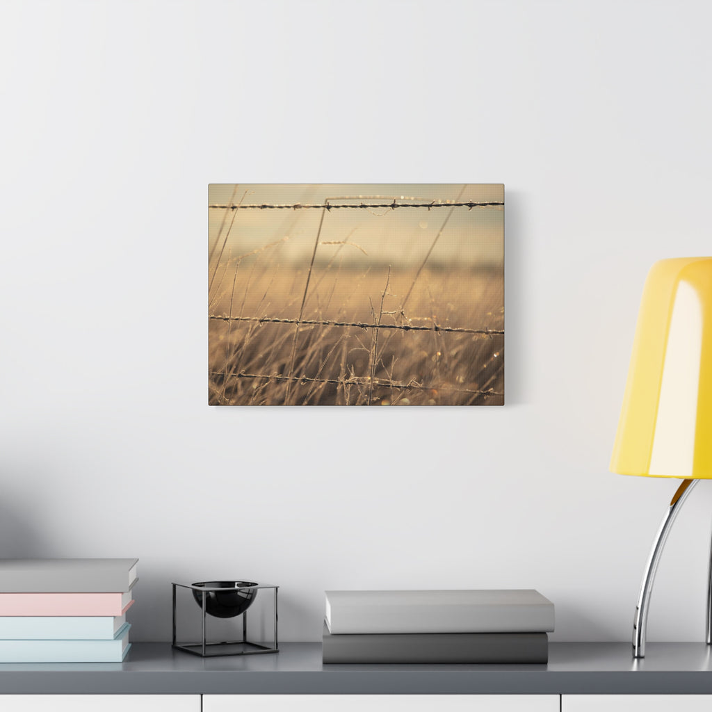 Golden Field Barbed Wire Canvas