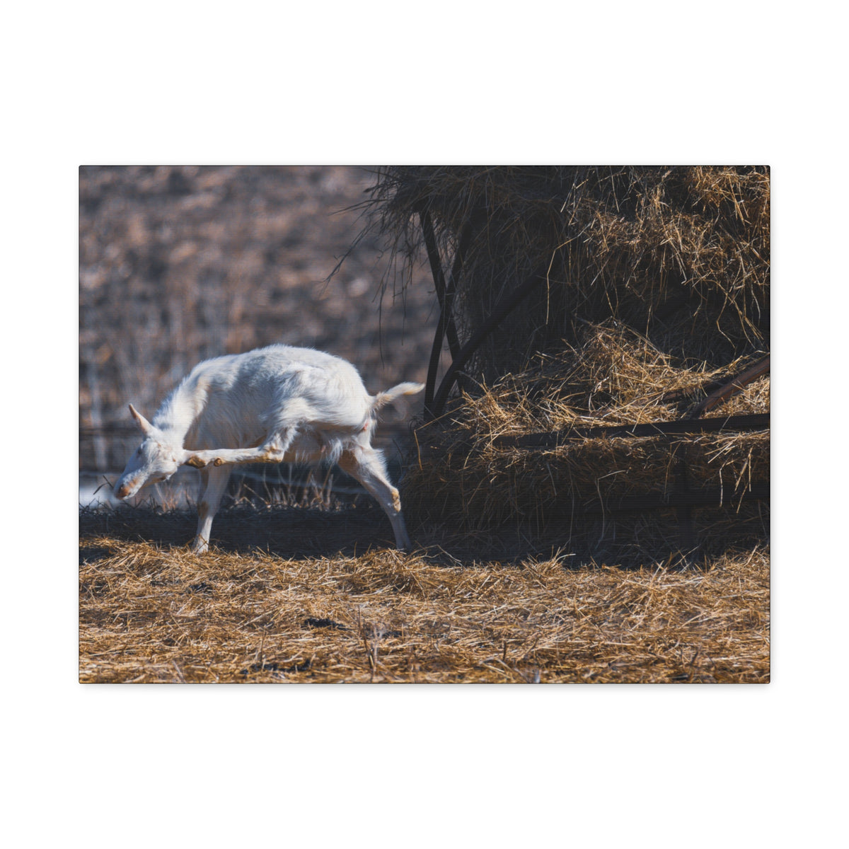 White goat canvas print by Printify featuring a realistic white goat image on a durable canvas surface.