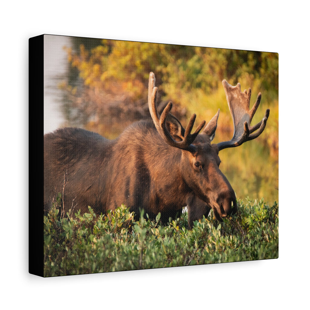 Bull Moose Wall Art Matte Canvas