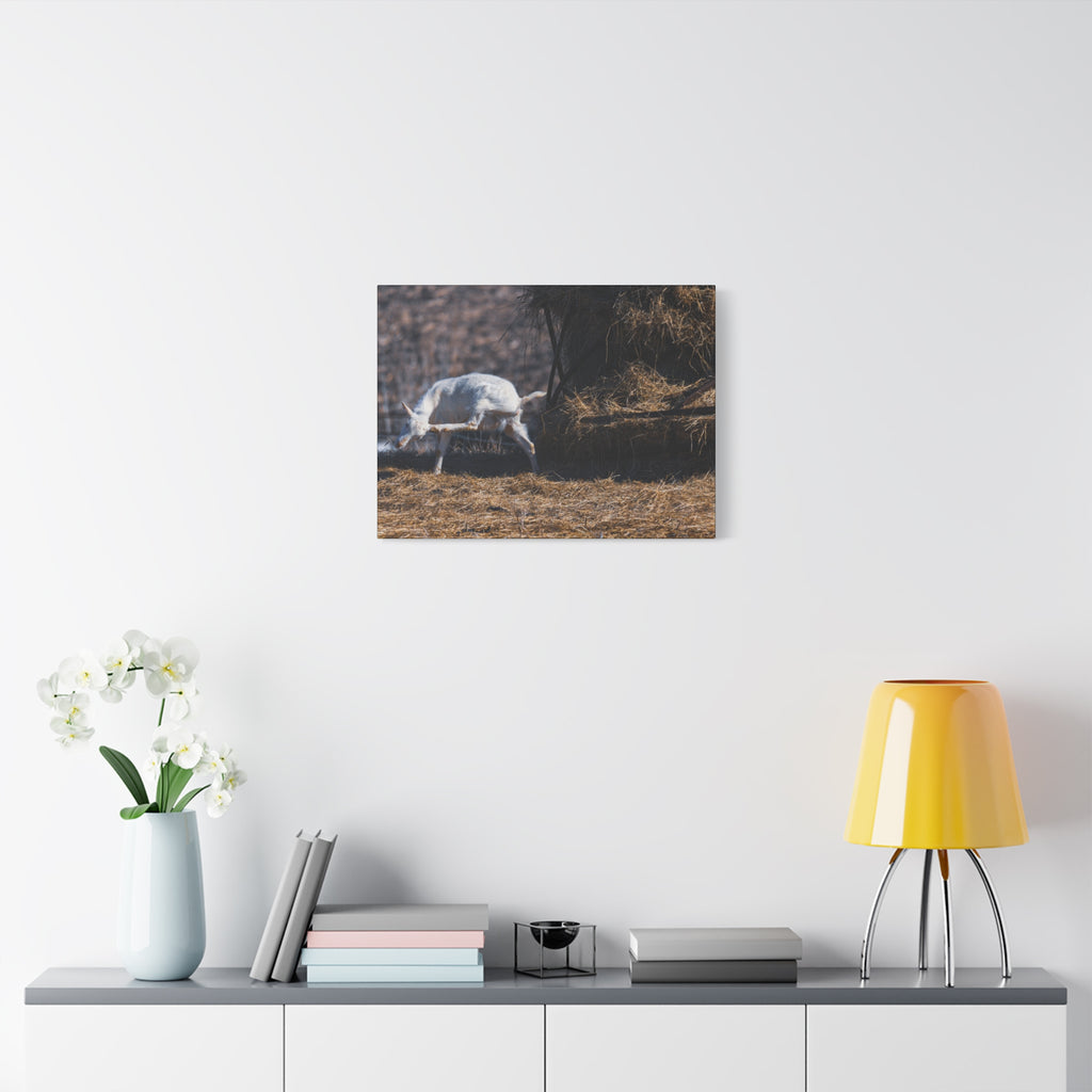 White Goat Canvas