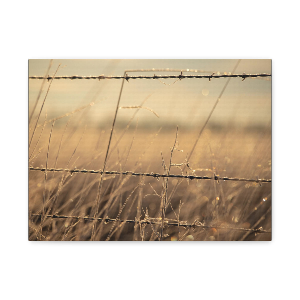 Golden Field Barbed Wire canvas print by Printify showcasing a textured artistic depiction of barbed wire design.