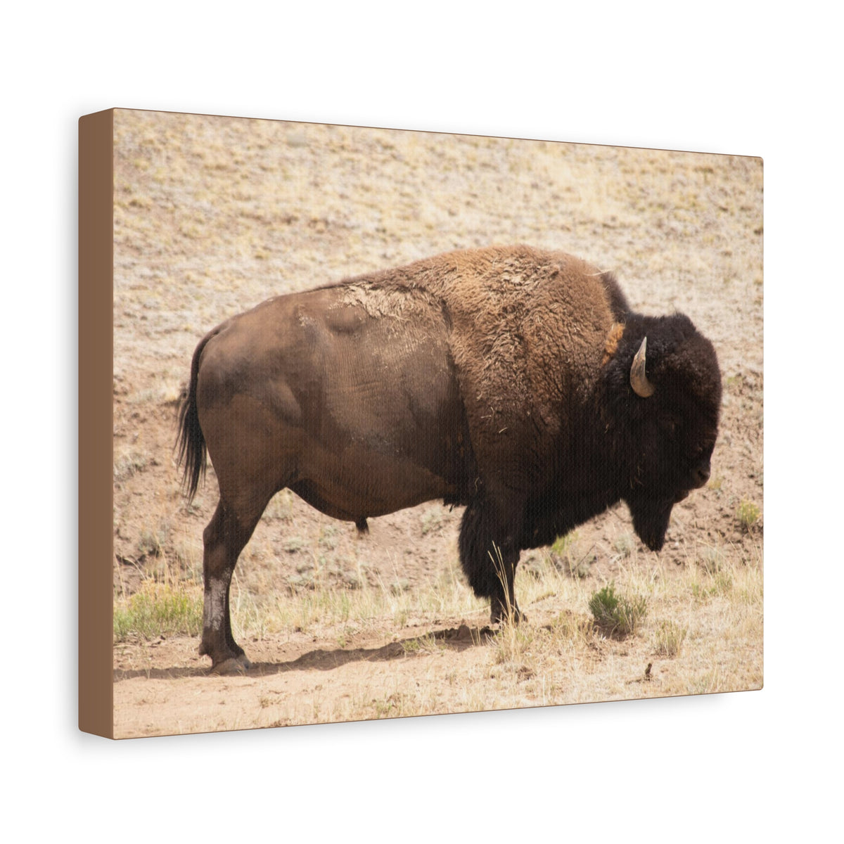 Bison Canvas Wall Art — Matte Stretched 1.25" Wildlife Print