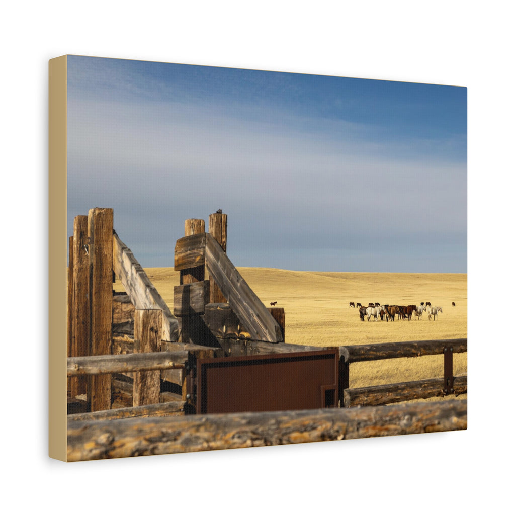 Rustic Open Range Horse Canvas Print — Stretched Matte Wall Art