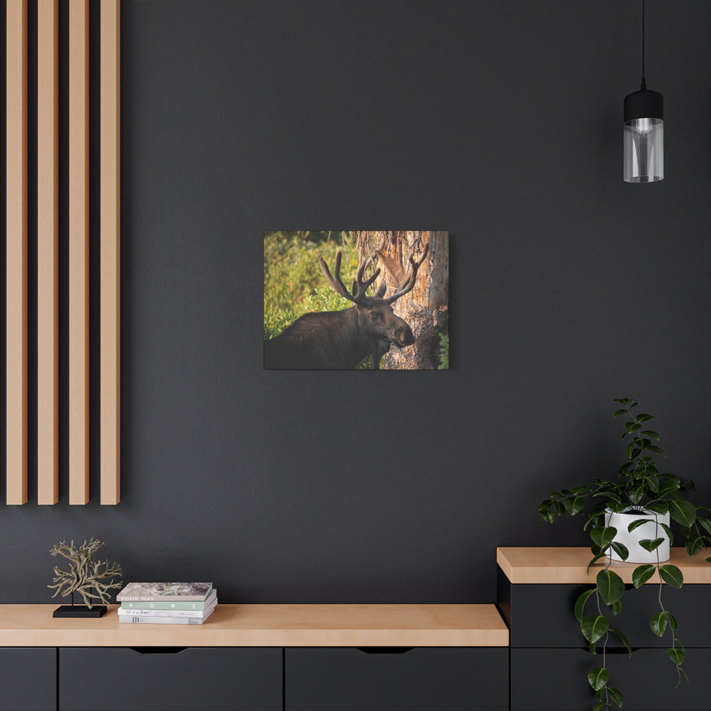 Bull Moose Antlers Canvas