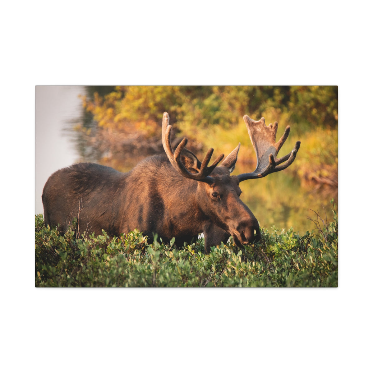 Bull Moose wall art printed on matte canvas by Printify, featuring detailed, nature-inspired wildlife artwork.