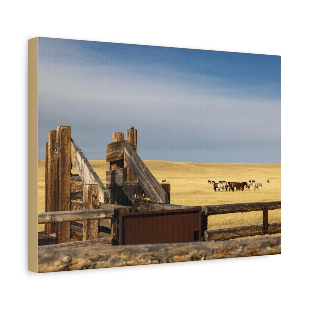 Rustic Open Range Horse Canvas Print — Stretched Matte Wall Art