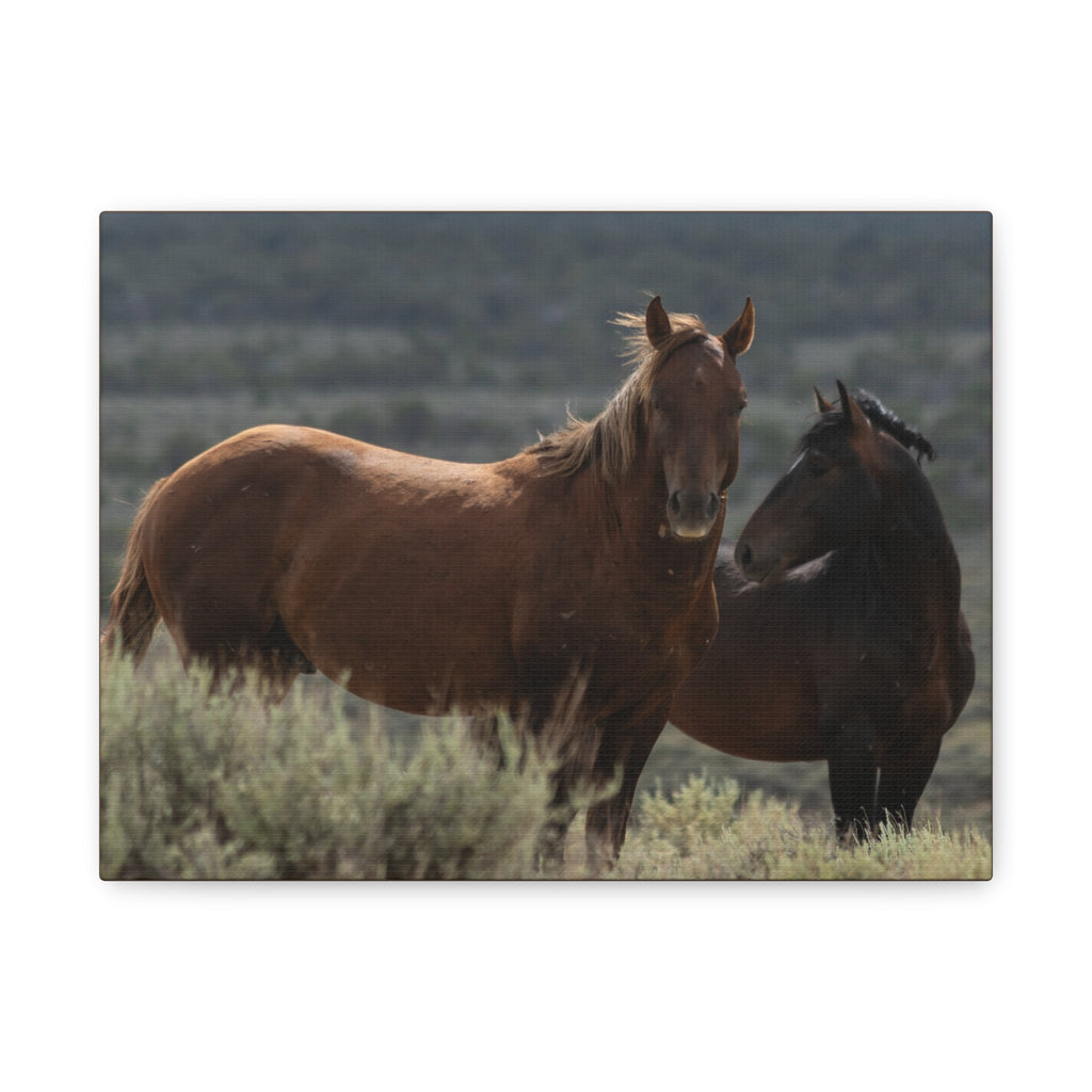 Wild Mustang Canvas Print — Rustic Horse Photography Stretched Matte Canvas