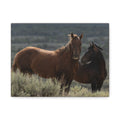 Wild Mustang Canvas Print — Rustic Horse Photography Stretched Matte Canvas