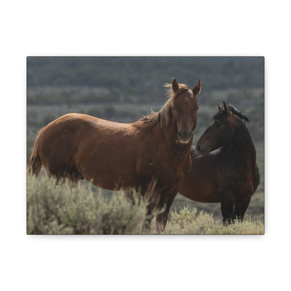 Wild Mustang Canvas Print — Rustic Horse Photography Stretched Matte Canvas