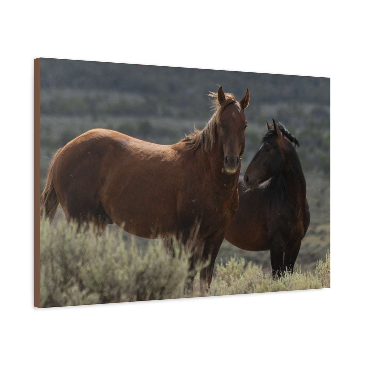 Wild Mustang Canvas Print — Rustic Horse Photography Stretched Matte Canvas
