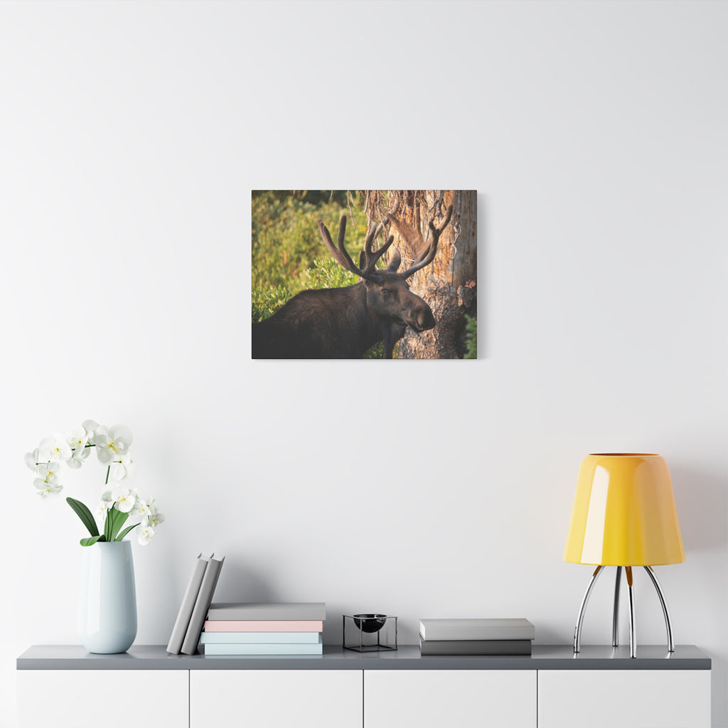 Bull Moose Antlers Canvas