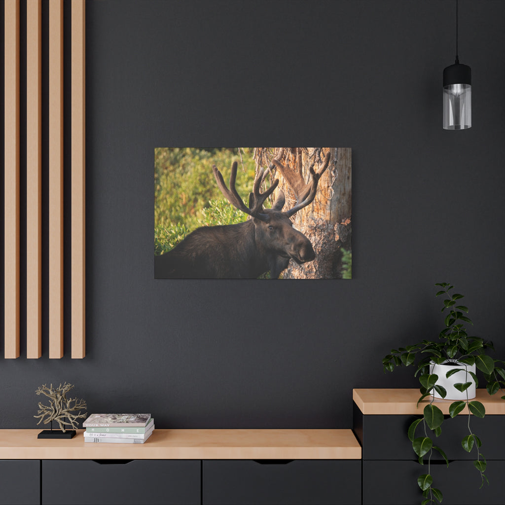 Bull Moose Antlers Canvas