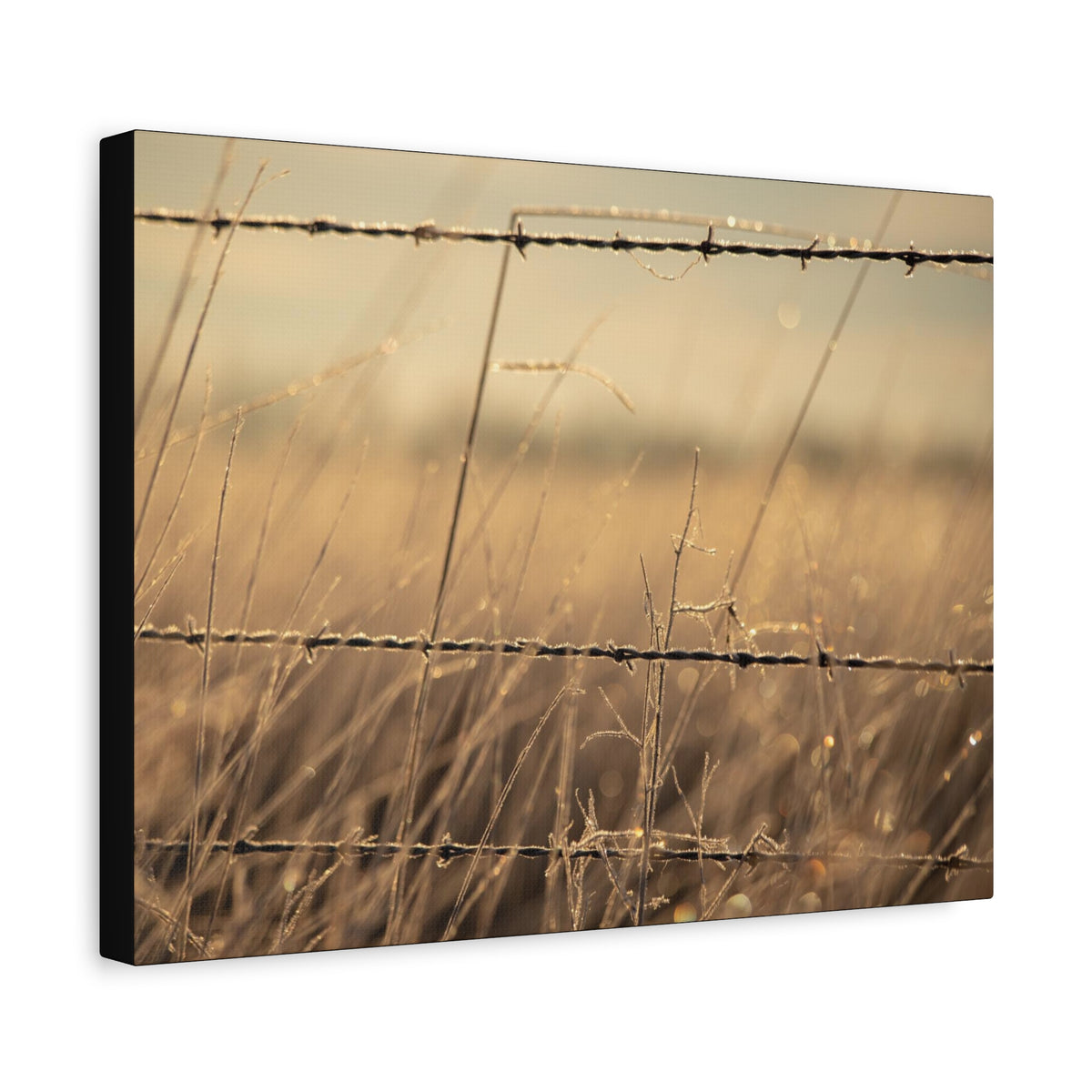 Golden Field Barbed Wire Canvas