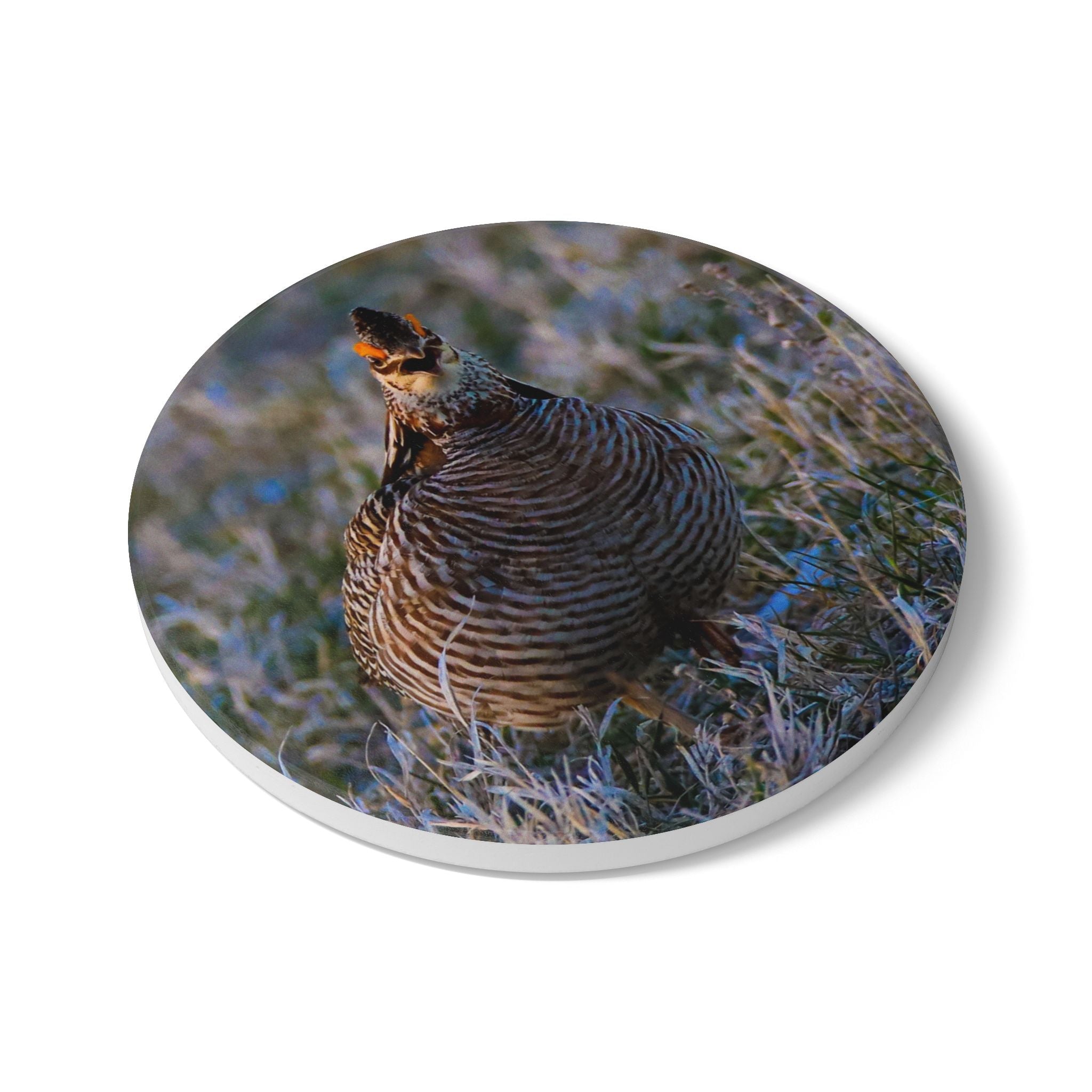 Ceramic Coaster — Northern Bobwhite Quail Photo Coaster