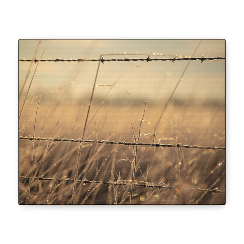 Golden Field Barbed Wire Canvas