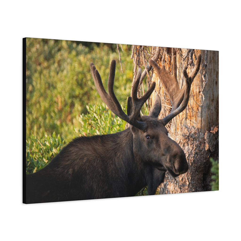 Bull Moose Antlers Canvas