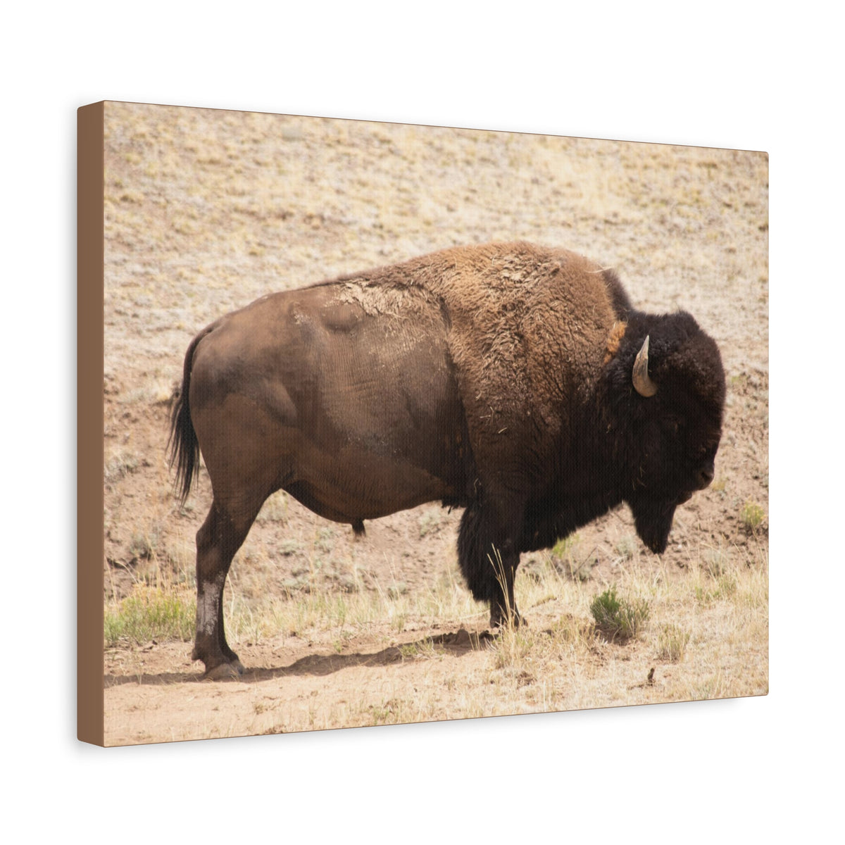 Bison Canvas Wall Art — Matte Stretched 1.25" Wildlife Print
