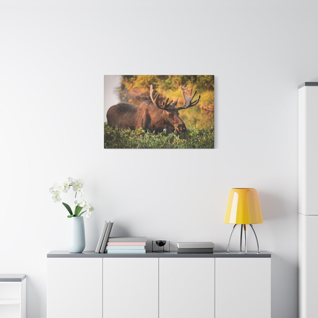 Bull Moose Wall Art Matte Canvas