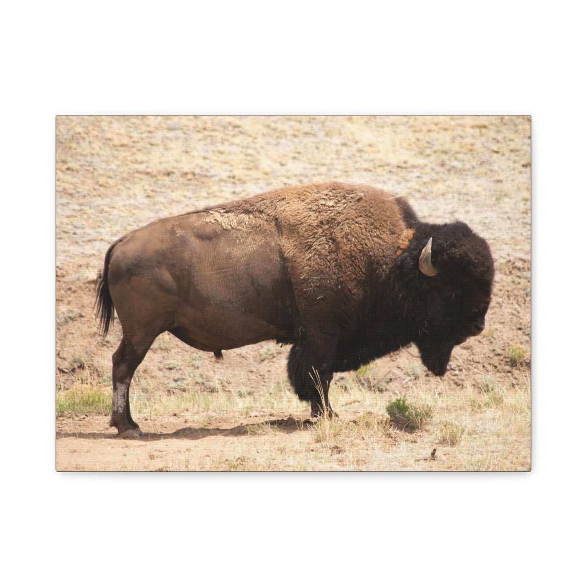 Bison canvas wall art by Printify featuring a wildlife print on matte stretched canvas, 1.25-inch frame.