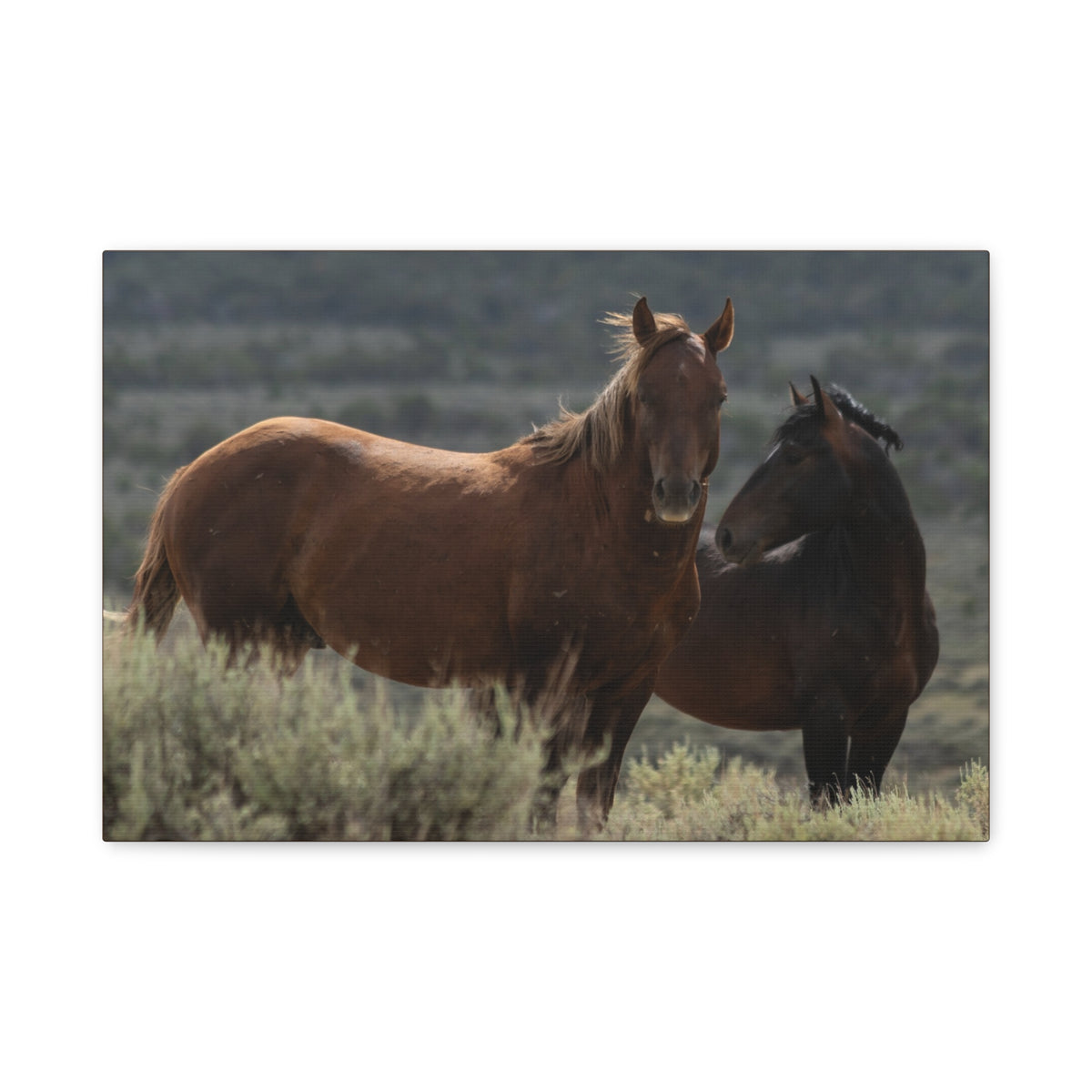 Rustic horse canvas print by Printify featuring wild mustang photography on stretched matte canvas.