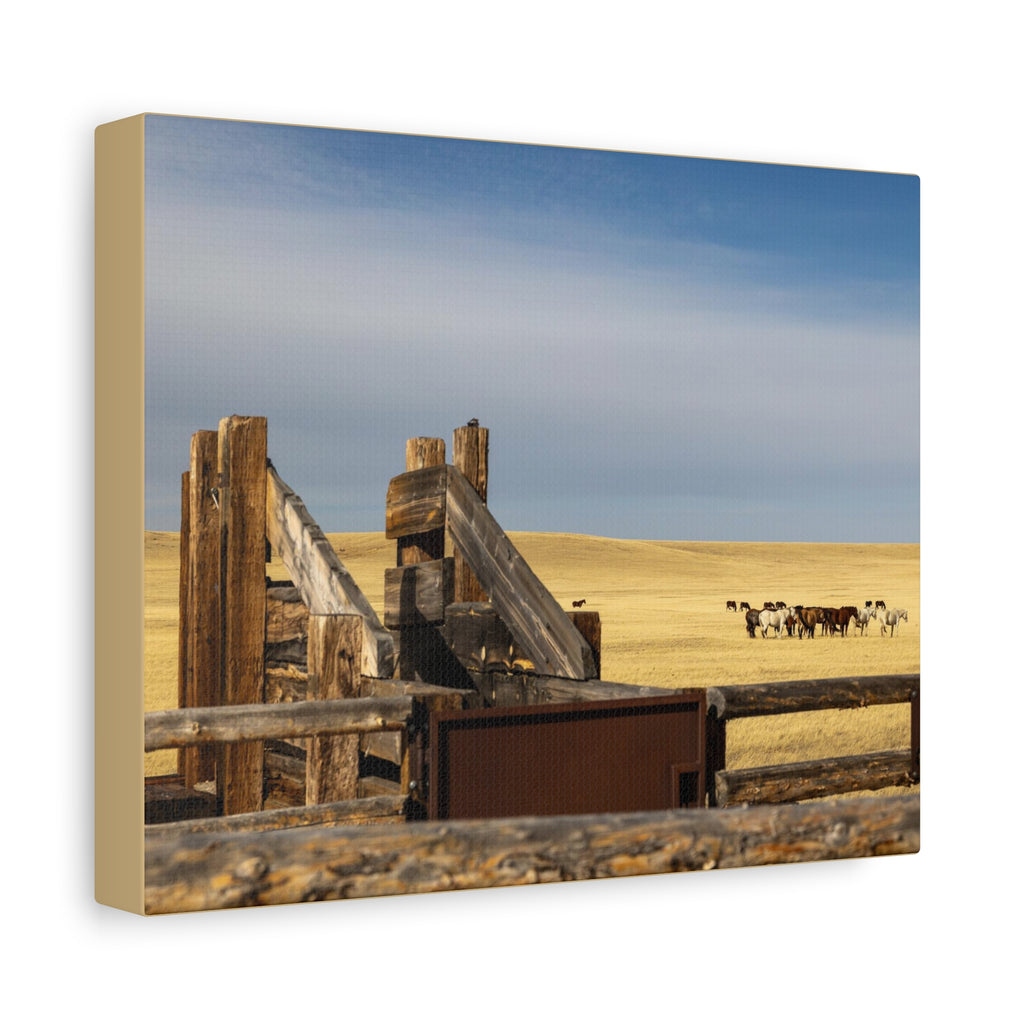 Rustic Open Range Horse Canvas Print — Stretched Matte Wall Art