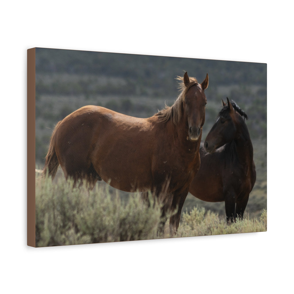 Wild Mustang Canvas Print — Rustic Horse Photography Stretched Matte Canvas