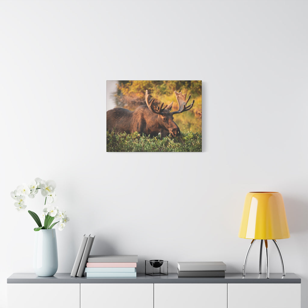 Bull Moose Wall Art Matte Canvas
