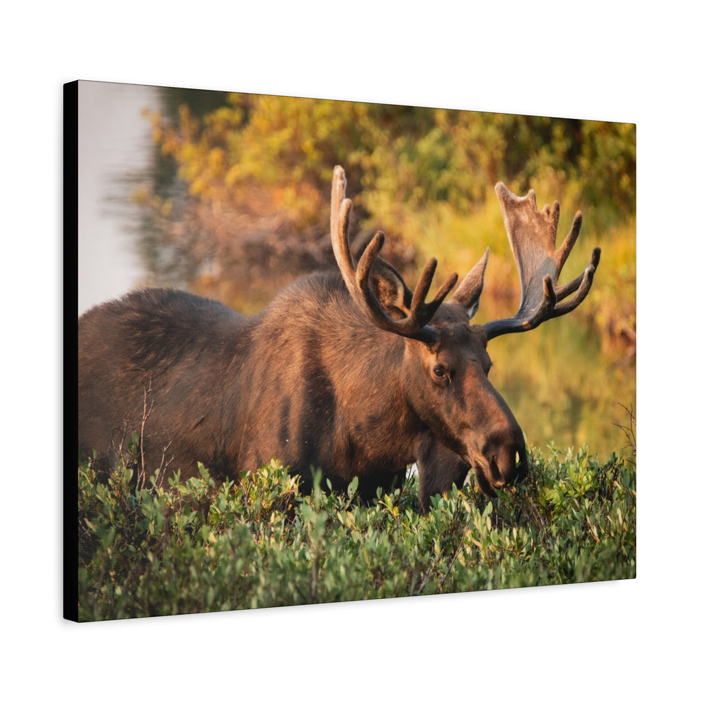 Bull Moose Wall Art Matte Canvas