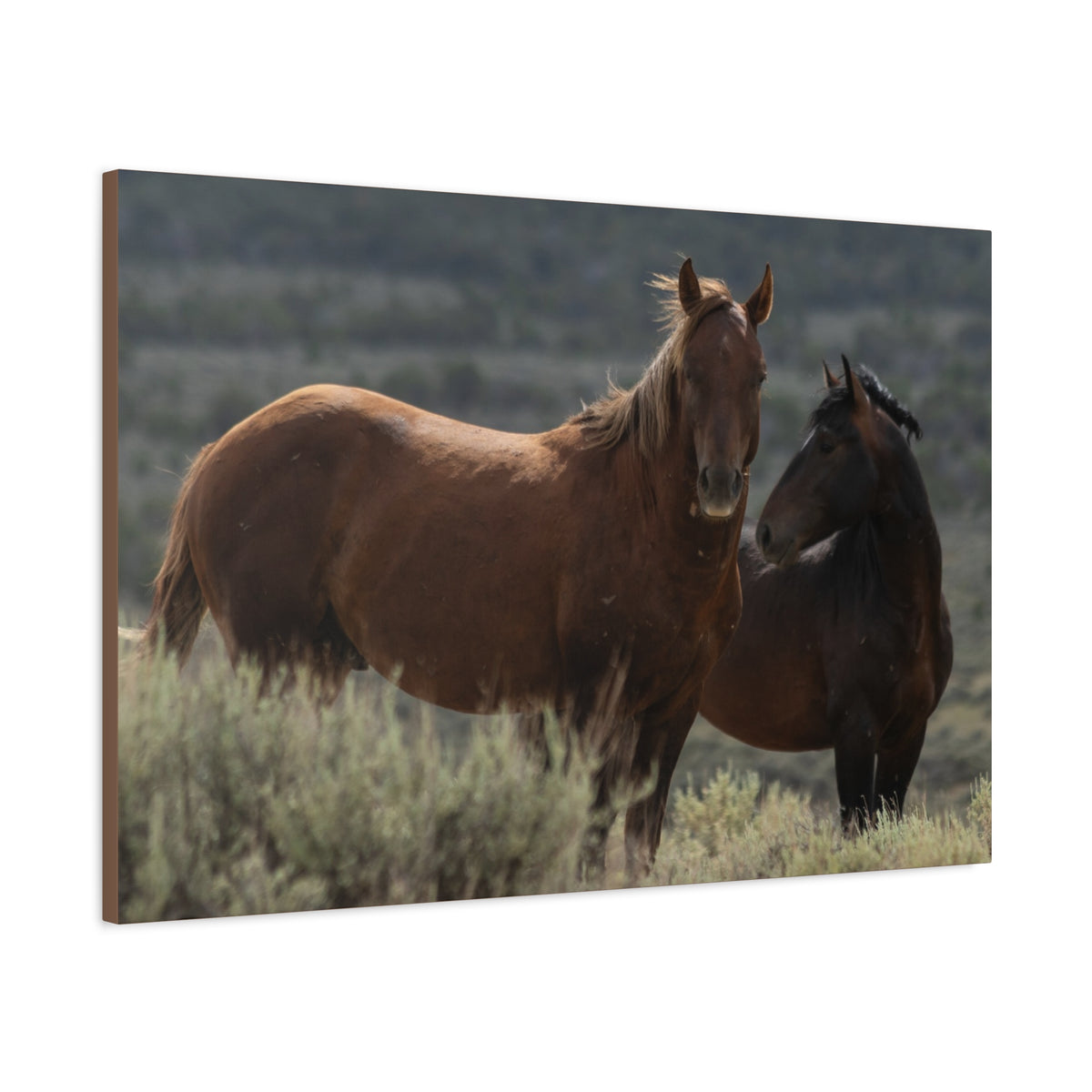 Wild Mustang Canvas Print — Rustic Horse Photography Stretched Matte Canvas