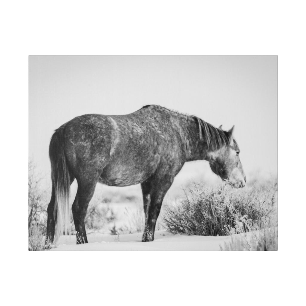 Black & White Wild Horse Canvas Print — Rustic Equestrian Wall Art