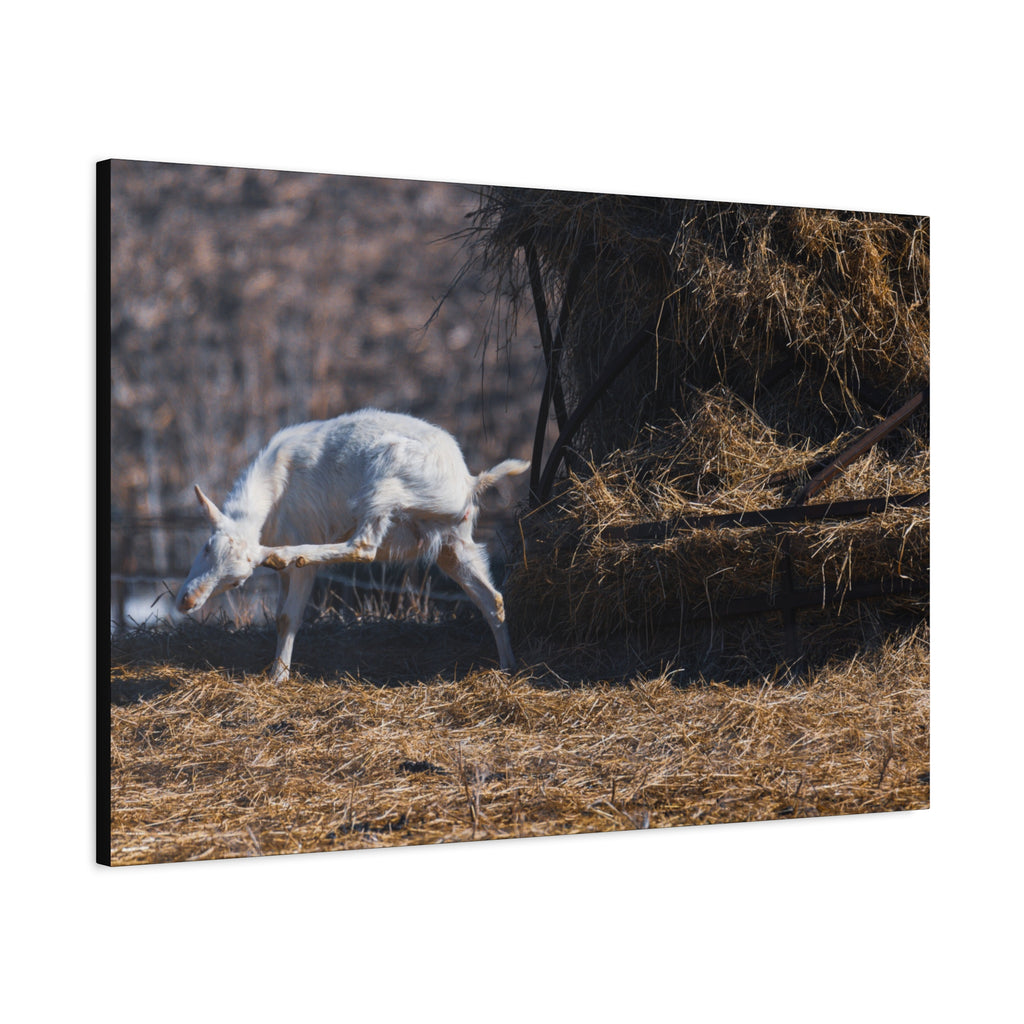 White Goat Canvas