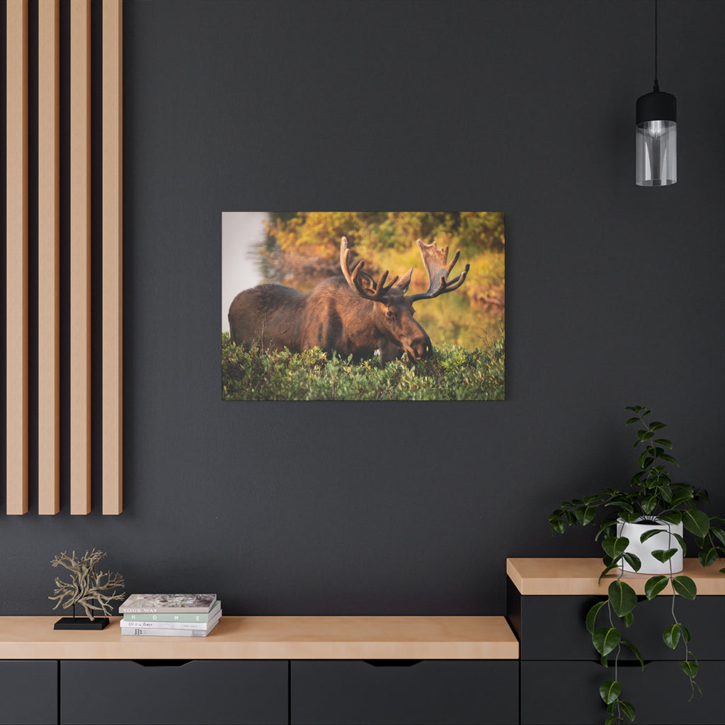 Bull Moose Wall Art Matte Canvas