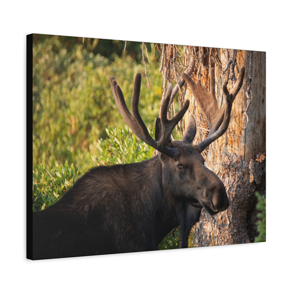 Bull Moose Antlers Canvas