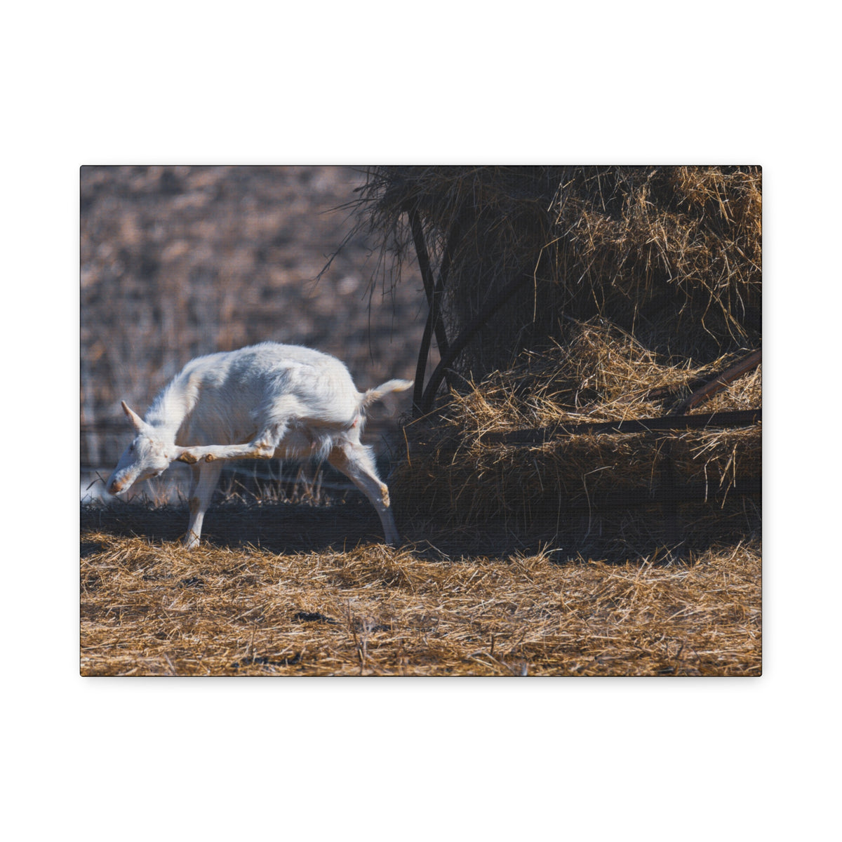 White goat canvas print by Printify featuring a realistic depiction of a white goat on a neutral background.